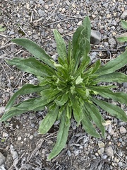 Echium vulgare