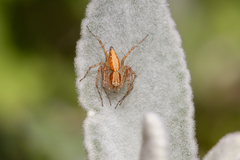 Oxyopes kraepelinorum