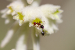 Crematogaster alluaudi