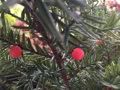 Taxus cuspidata