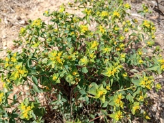 Euphorbia flavicoma