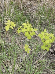 Acer negundo