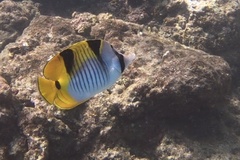 Chaetodon falcula