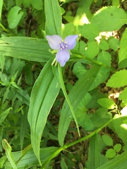 Tradescantia subaspera