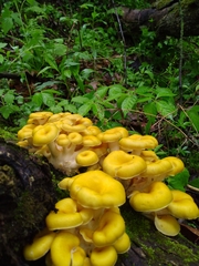 Pleurotus citrinopileatus