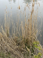 Phragmites australis