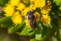 Megachile canariensis