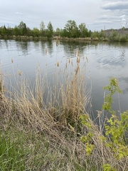 Phragmites australis