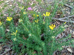 Chamaecytisus supinus