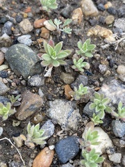 Tracheophyta