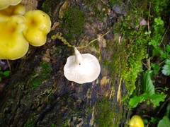 Pleurotus citrinopileatus