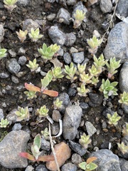 Tracheophyta