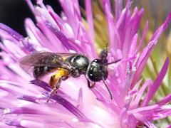 Lasioglossum chalcodes