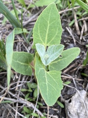 Chenopodioideae