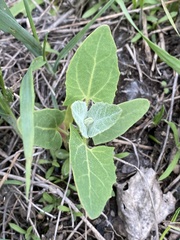 Chenopodioideae