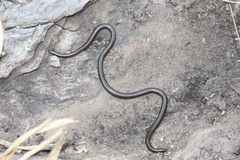 Leptotyphlops scutifrons