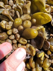 Halosaccion glandiforme