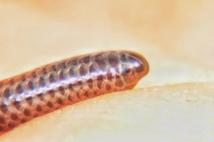 Leptotyphlops scutifrons