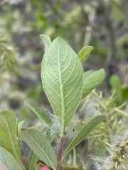Salix