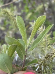 Salix