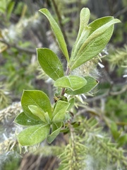 Salix