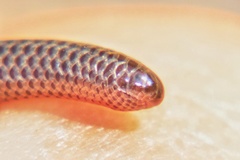 Leptotyphlops scutifrons
