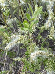 Salix