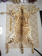 Leptailurus serval image