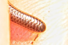 Leptotyphlops scutifrons