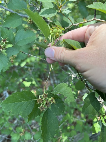 Biltmore Hawthorn (Crataegus biltmoreana)
