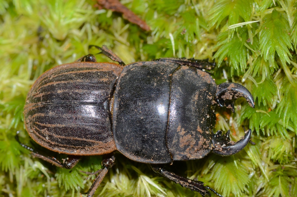 ヘルムスオオズコツノクワガタ (Geodorcus helmsi) · iNaturalist