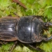 Helms's Stag Beetle - Photo (c) Mike Bowie, some rights reserved (CC BY-NC), uploaded by Mike Bowie