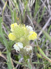 Castilleja rubicundula