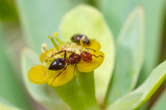 Crematogaster alluaudi
