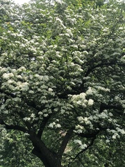 Chionanthus retusus