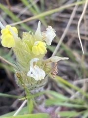 Castilleja rubicundula