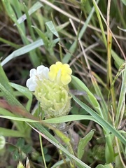 Castilleja rubicundula
