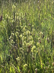 Castilleja rubicundula