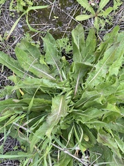 Cichorium intybus