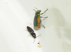 Smaragdina limbata