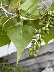 Populus