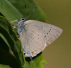 Satyrium sylvinus