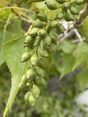 Populus