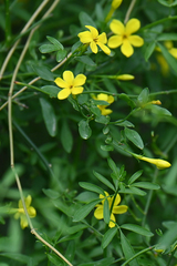 Chrysojasminum fruticans