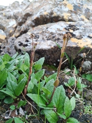 Endocellion sibiricum