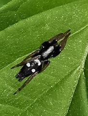 Aphantaulax trifasciata