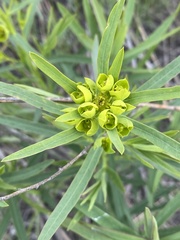 Euphorbia virgata
