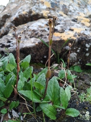 Endocellion sibiricum