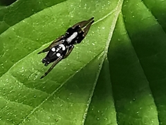 Aphantaulax trifasciata
