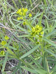 Euphorbia virgata